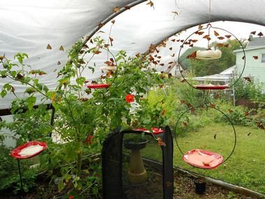 an outdoor garden with lots of plants in it