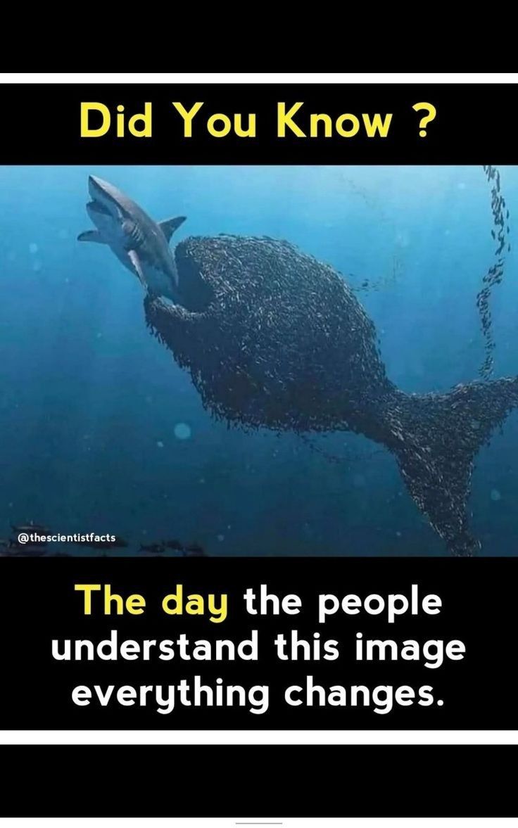 a whale swimming in the ocean with caption that reads, did you know? the day the people understand this image everything changes