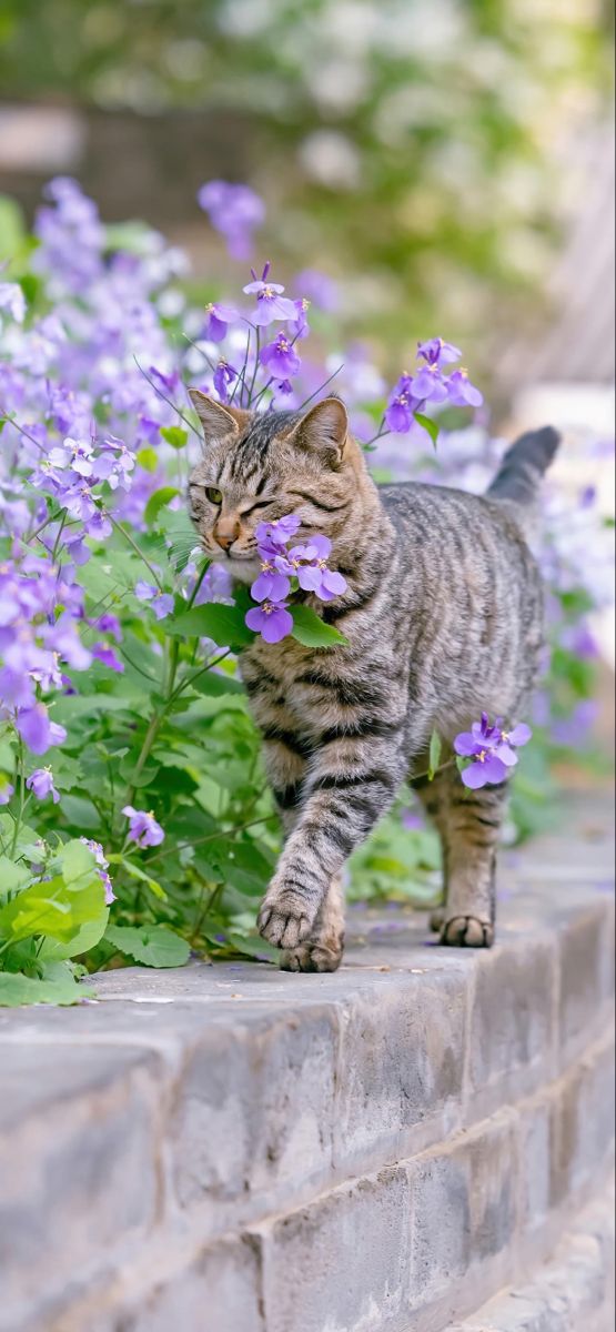 a cat walking on top of a stone wall next to purple flowers