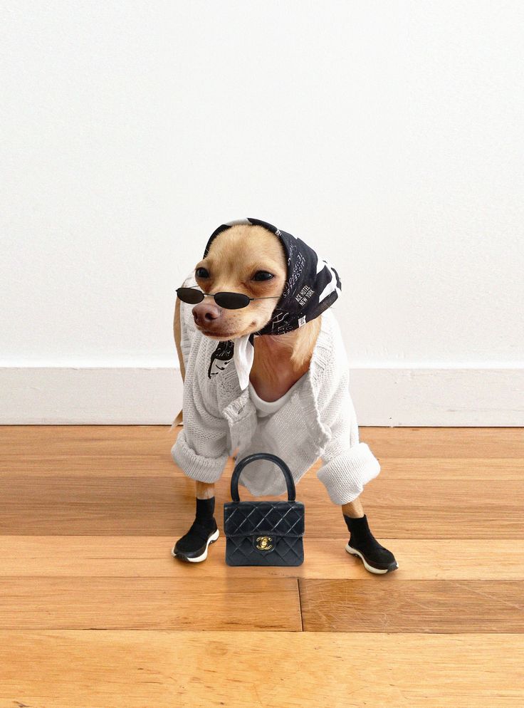 a small chihuahua dog dressed in clothes and holding a handbag on the wooden floor