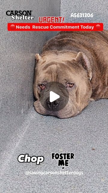 a dog is laying on the couch with its head resting on it's paws