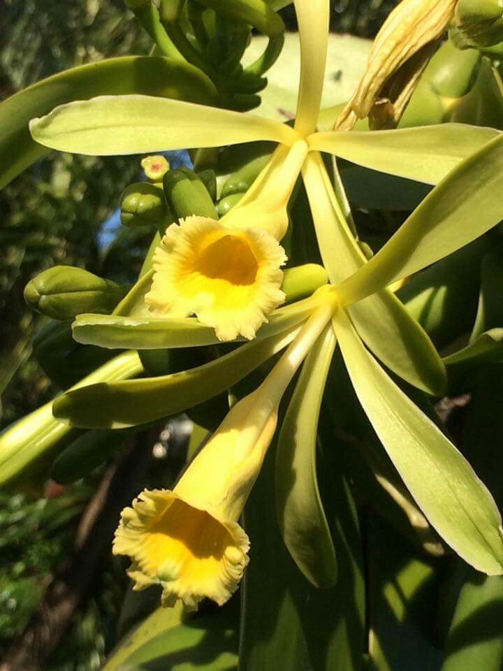 yellow flowers are blooming on the green leaves