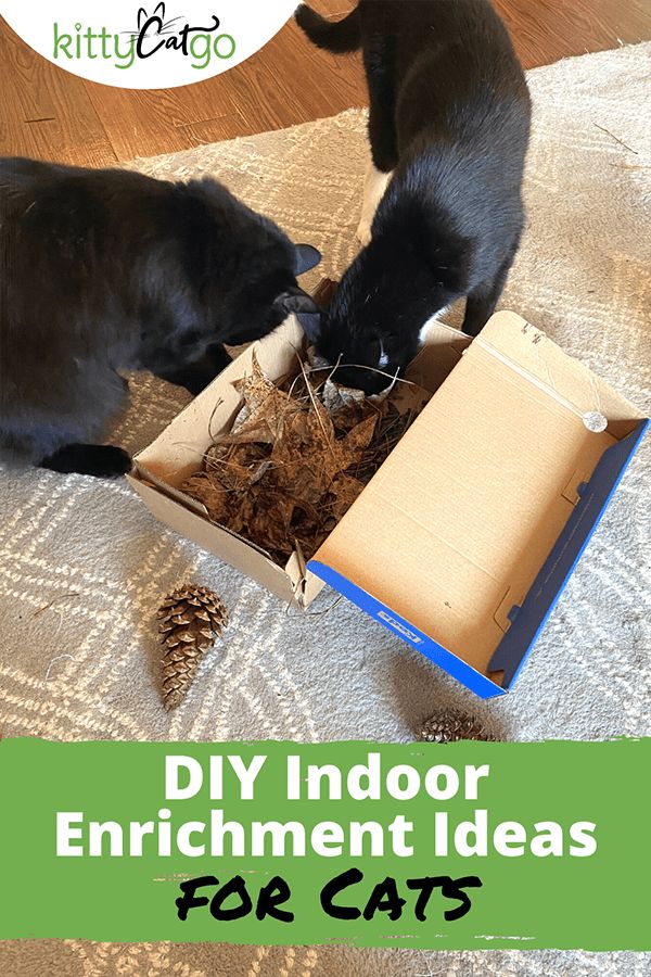 two black cats playing with an open box on the floor and text overlay reads diy indoor enrichment ideas for cats