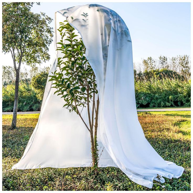 a white cloth draped over a small tree