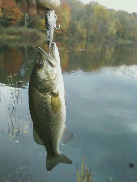 a person holding a fish in their hand