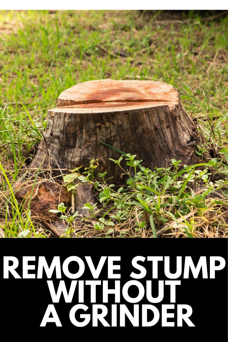 a tree stump with the words remove stump without a grinder