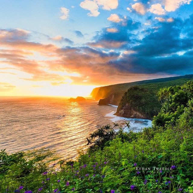 the sun is setting over the ocean with wildflowers on the foreground and cliffs in the background