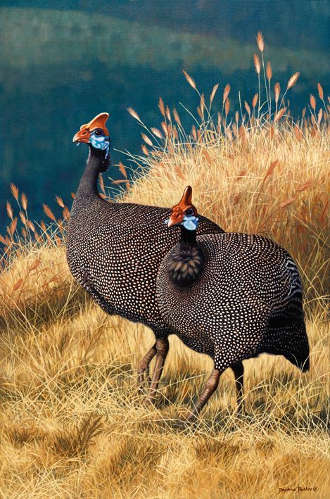 two birds standing on top of a dry grass covered field