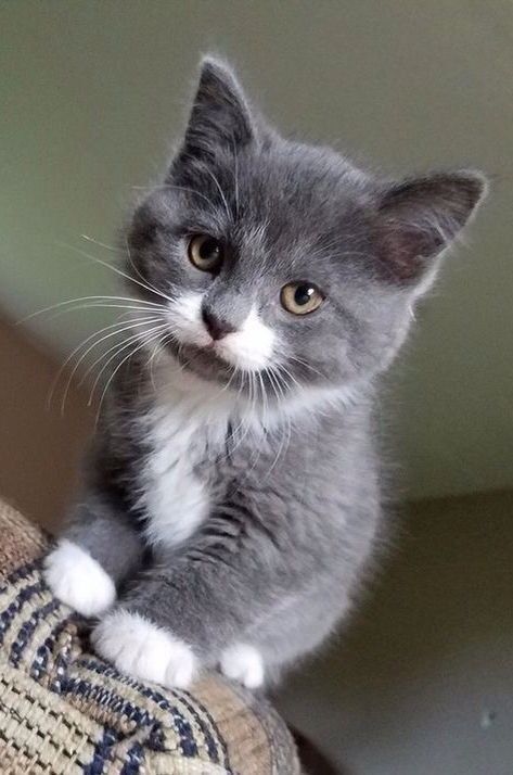 a gray and white kitten sitting on top of a pillow