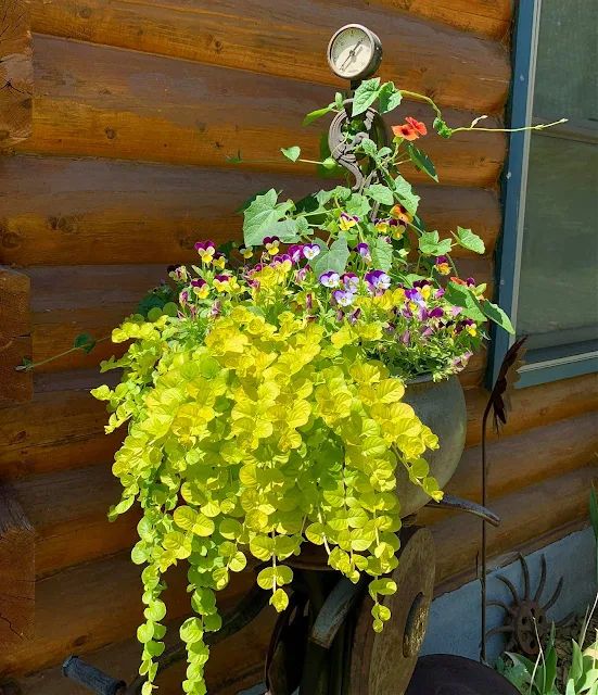 a potted plant sitting on the side of a wooden wall next to a window