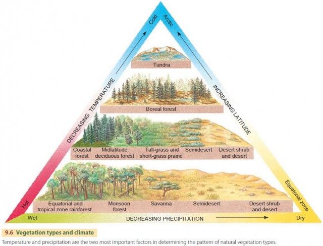 a pyramid with different types of trees and landforms in the bottom layer, labeled