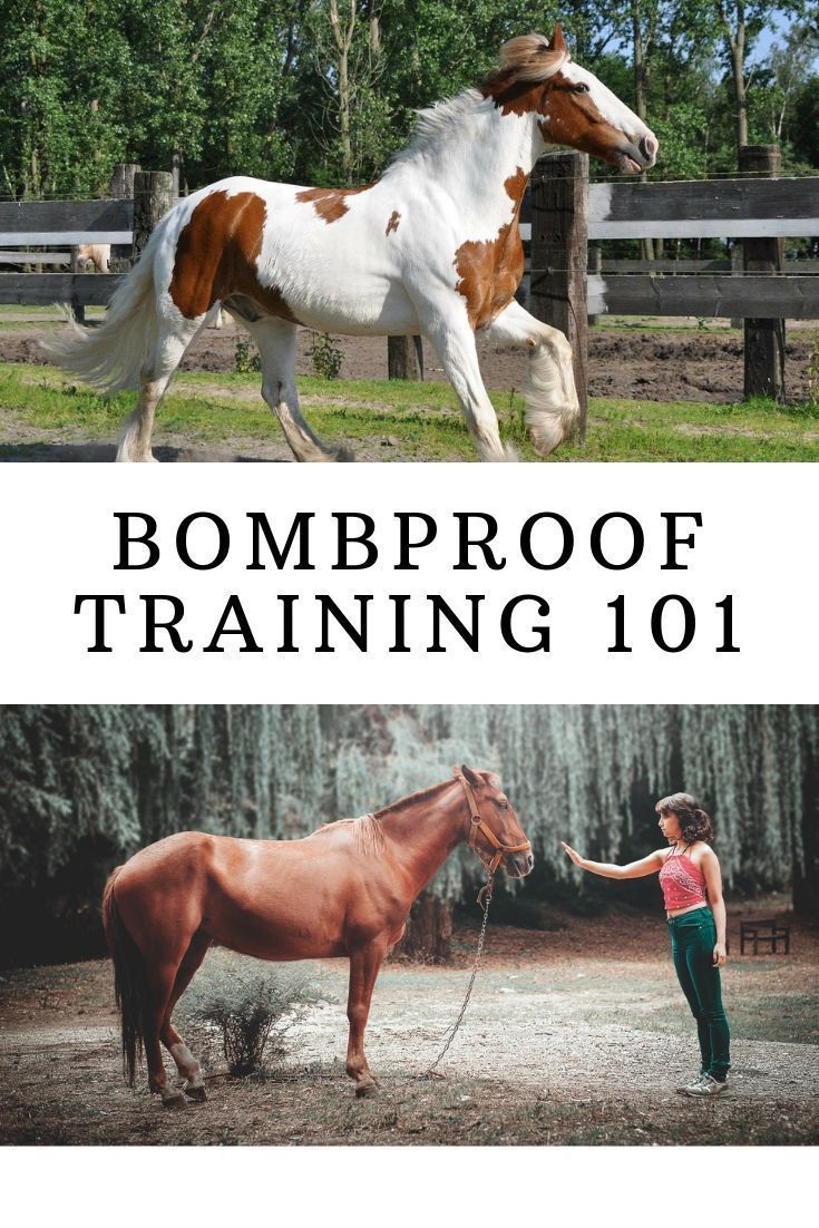 a woman leading a brown and white horse with the caption bombproof training 101