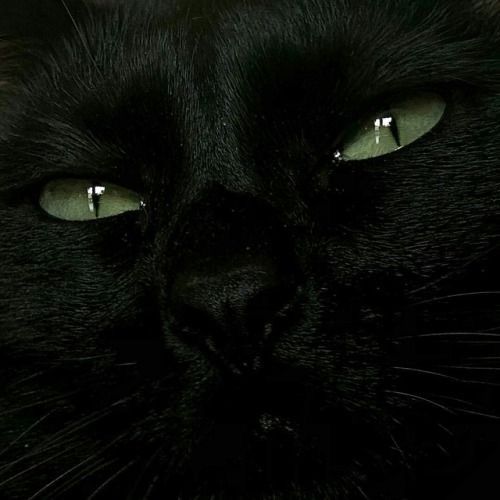 a black cat with green eyes staring at the camera