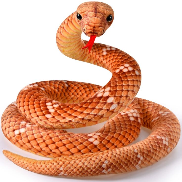 a brown and white snake with a red ribbon around its neck on a white background