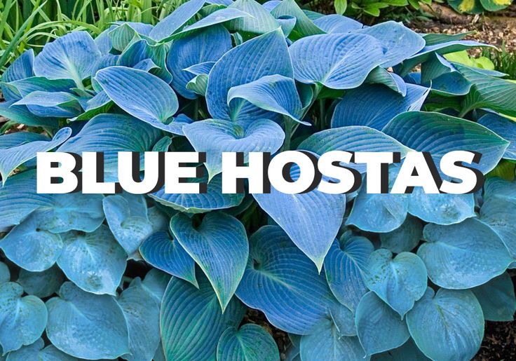 blue hostas growing in the garden with text overlay that reads blue hostas