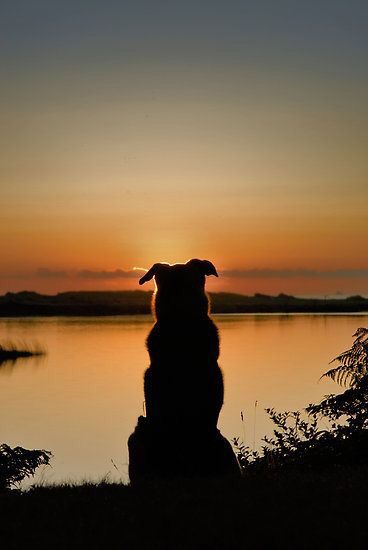 a dog sitting in front of a lake at sunset