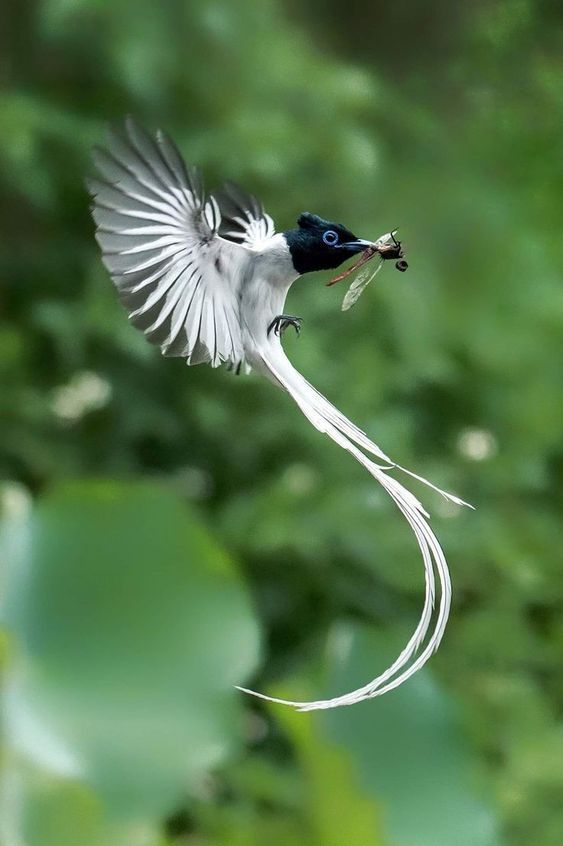 a bird flying through the air with a fish in it's mouth