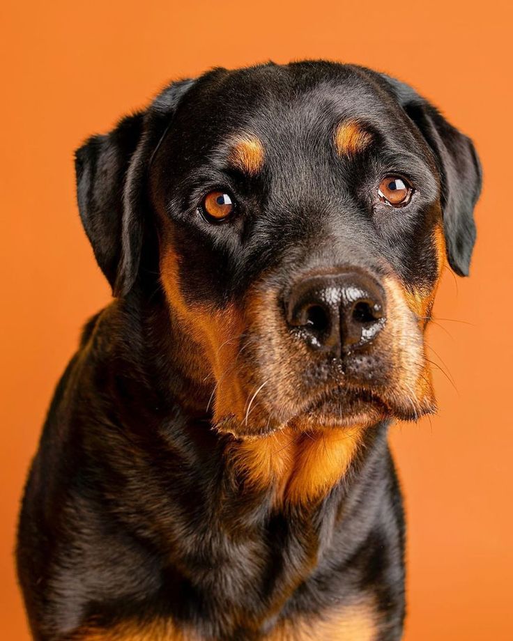 a black and brown dog looking at the camera with an orange background in the background