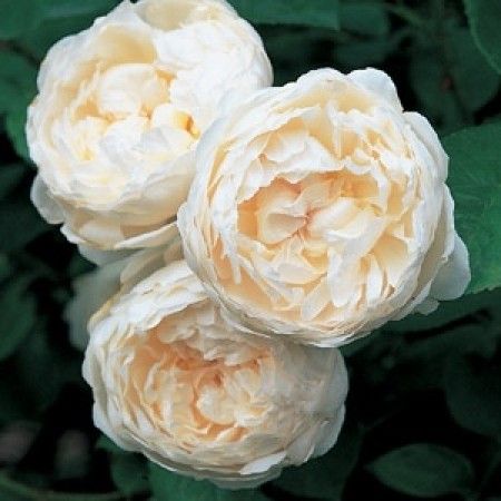 three white flowers with green leaves in the background