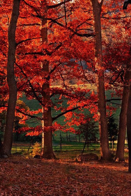 trees with red leaves on them in the fall