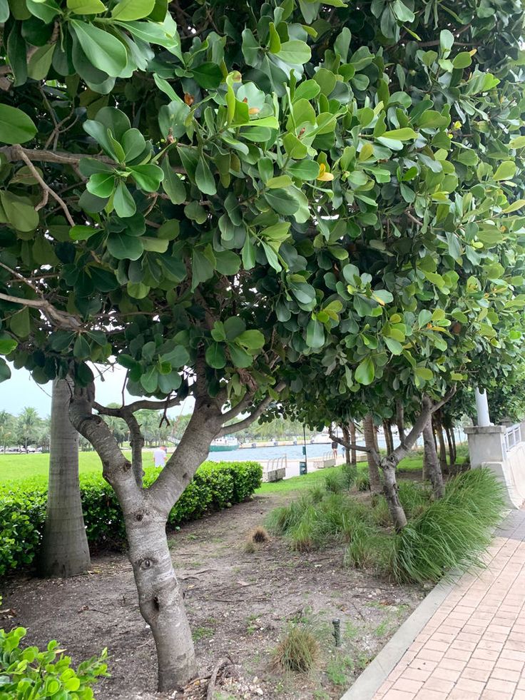 trees line the sidewalk in front of a grassy area