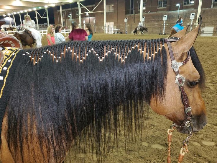 a brown horse with black mane standing in an arena