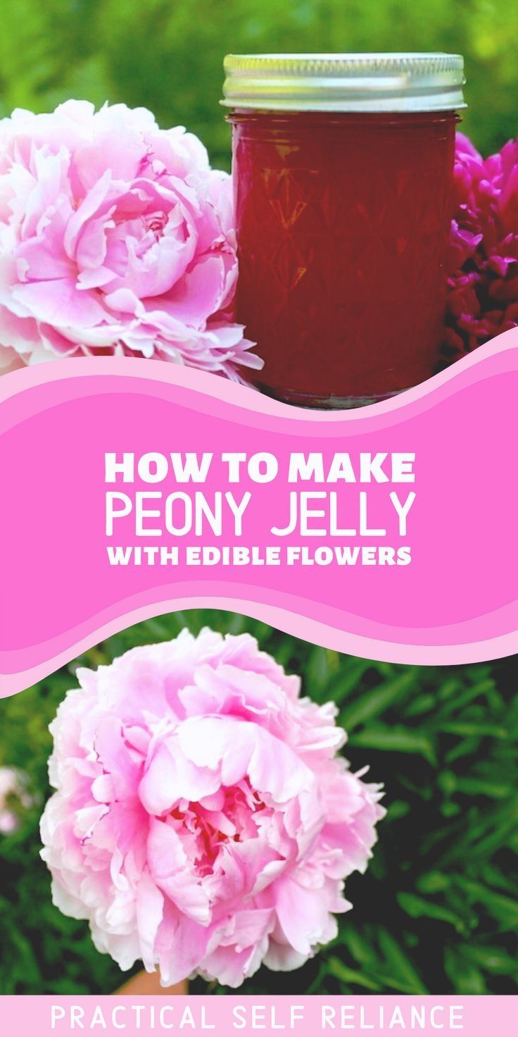 pink peony flowers and jar of jelly with text overlay reading how to make peony jelly with edible flowers practical self reliance