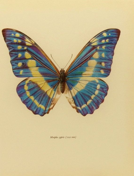 a blue and yellow butterfly with white spots on it's wings, from the natural history of butterflies