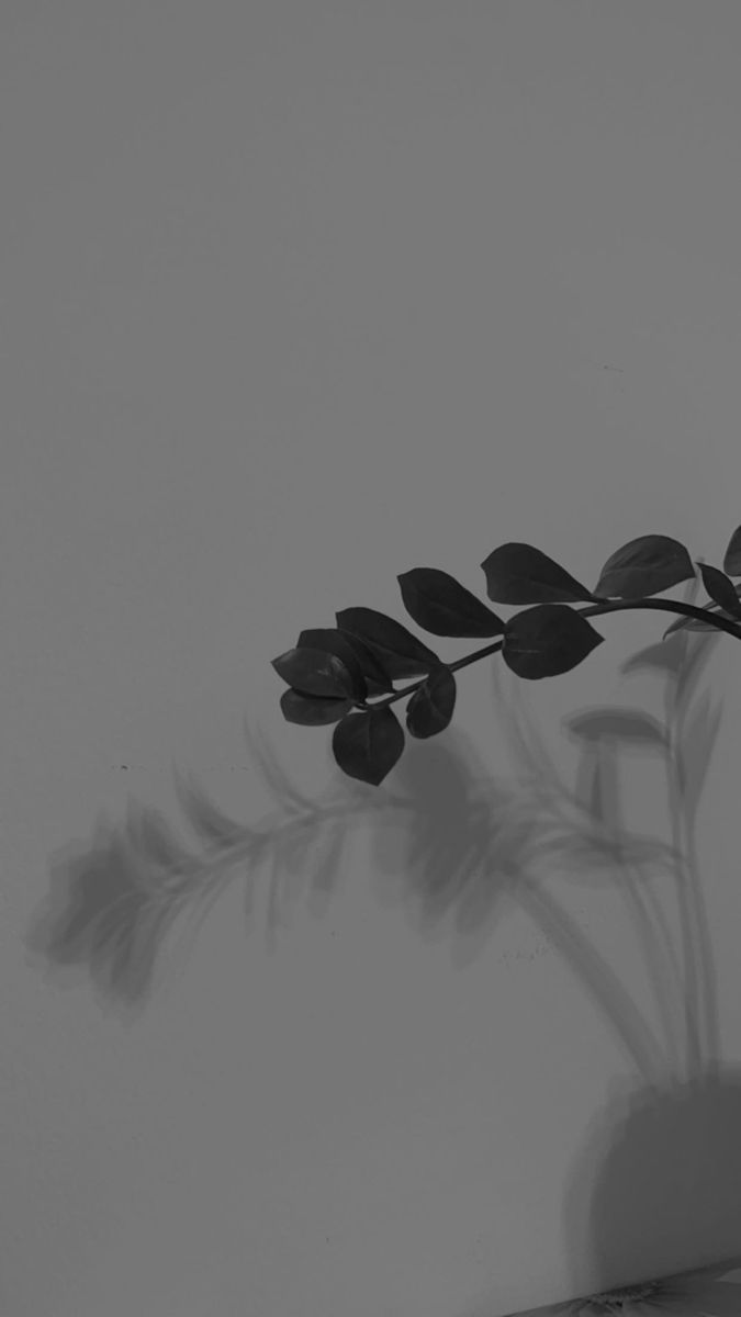 a black and white photo of a plant in a vase with shadow on the wall