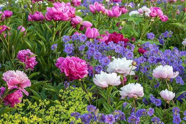 many different colored flowers in a field