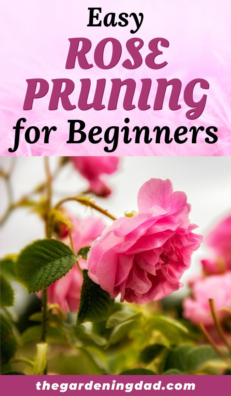 pink roses with the words easy rose pruning for beginners