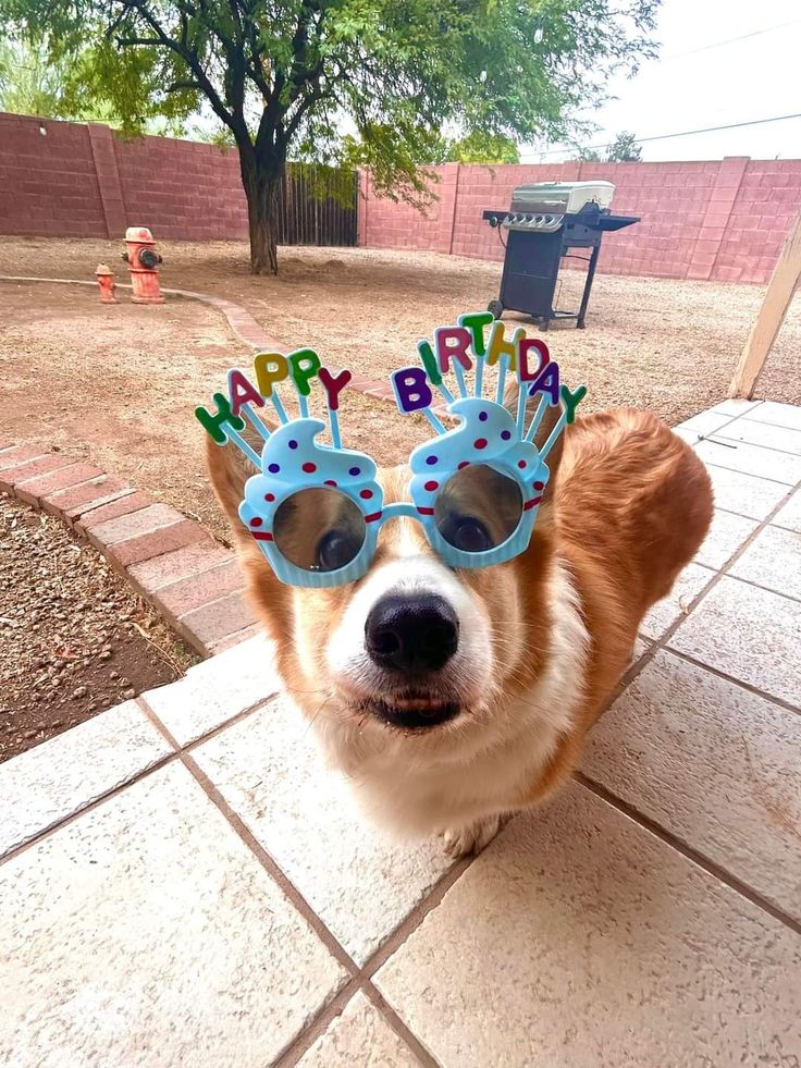 a dog wearing sunglasses with the words happy birthday written on it's ears and glasses