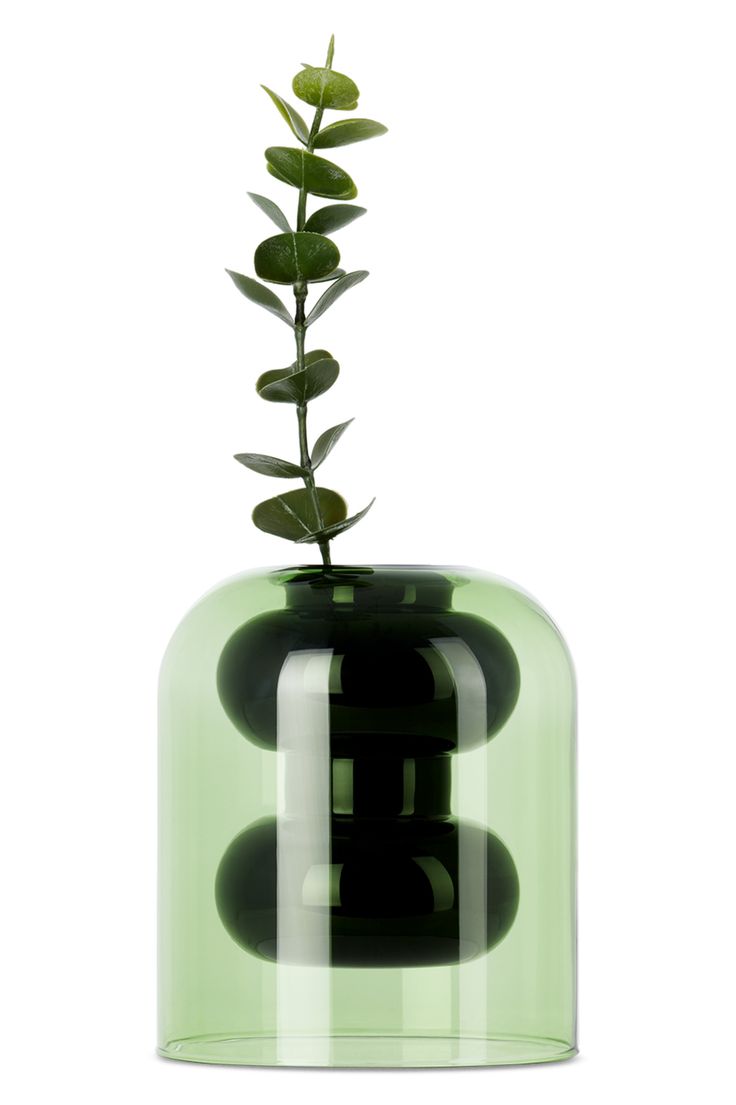 a plant in a glass vase on a white background