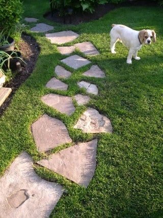 a dog standing on top of a grass covered field next to a stone path with the words easy stepping stones