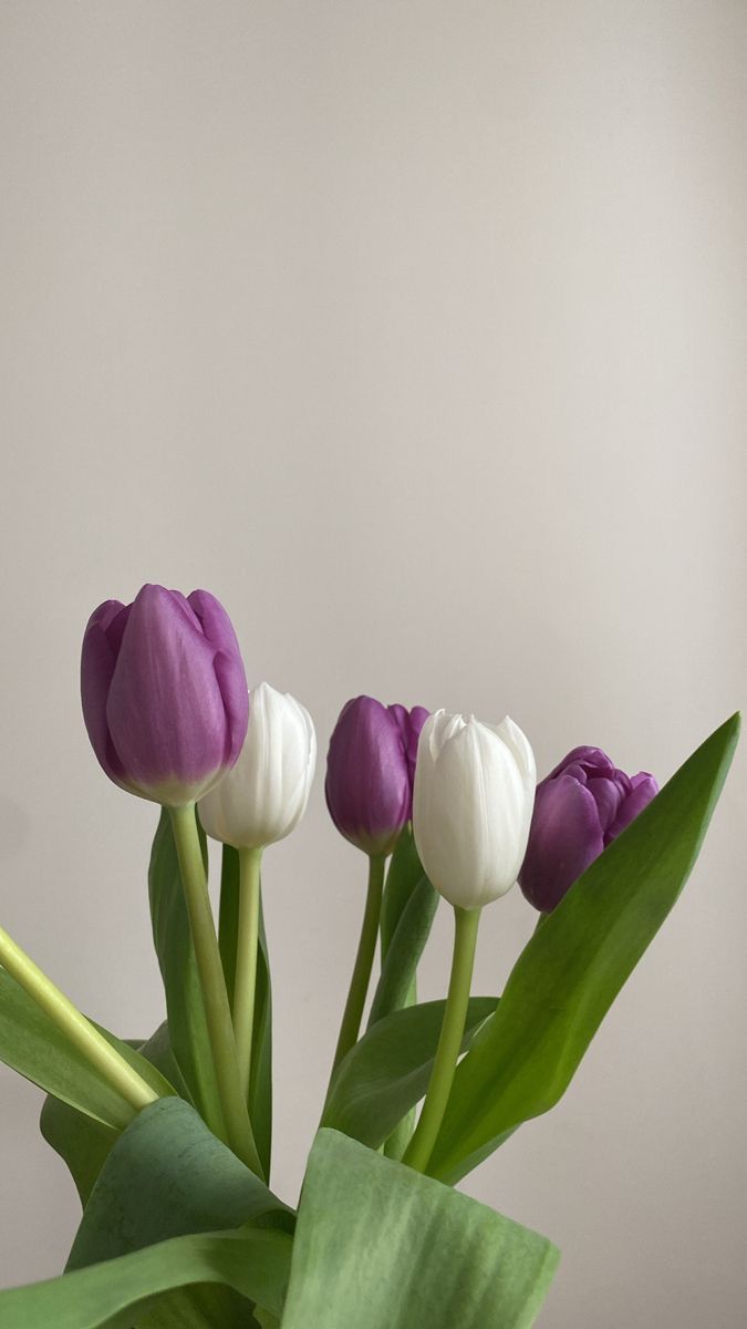 three purple and white tulips in a vase