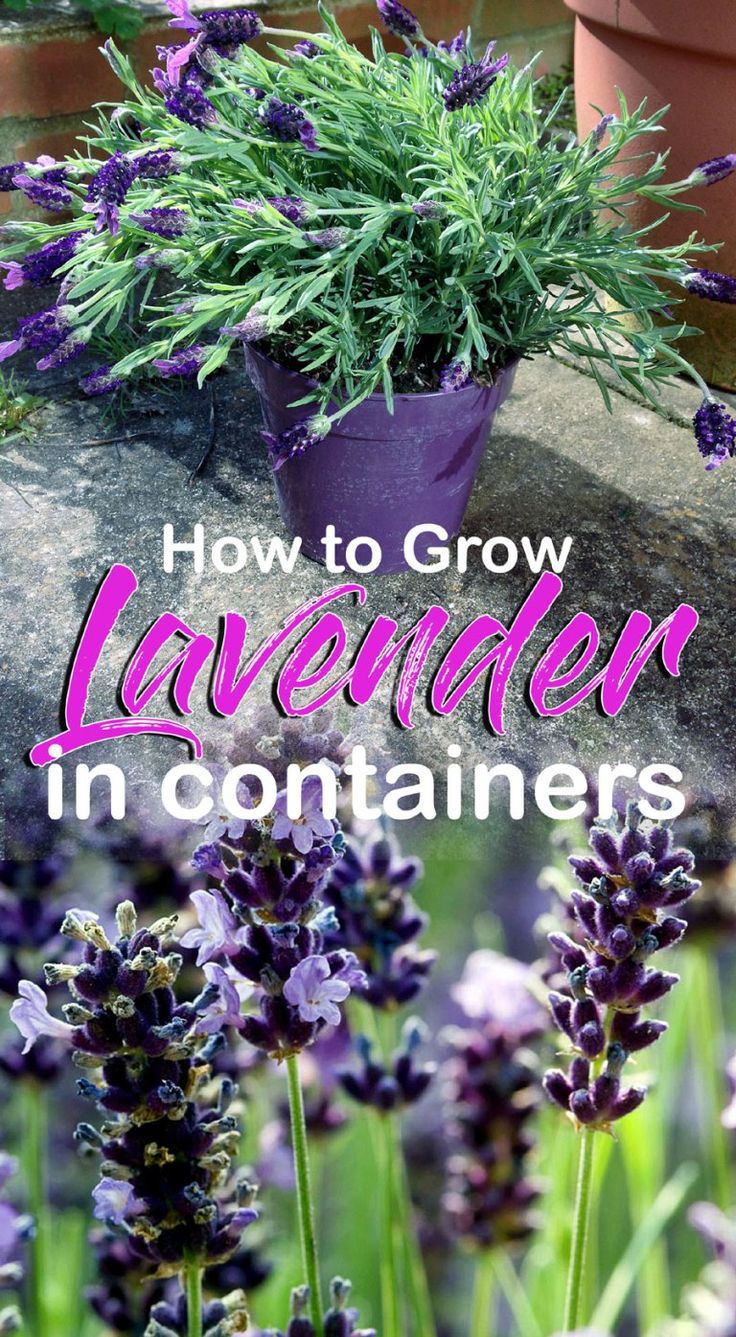 lavender in containers with the words how to grow lavender in containers