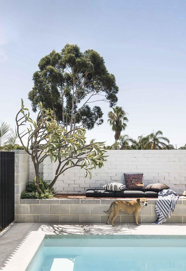 a dog is standing in front of a swimming pool