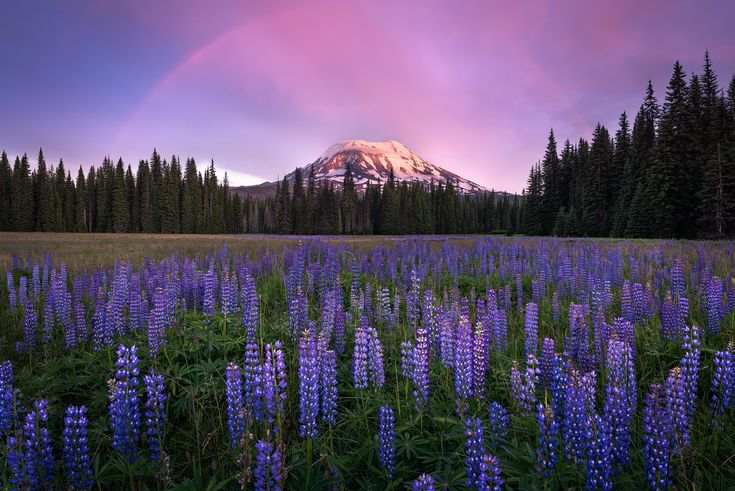 a field full of purple flowers and trees with a mountain in the background at sunset