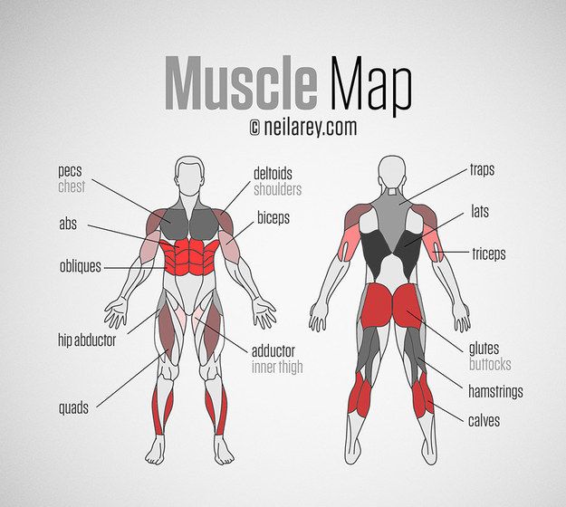 the muscles are labeled in red and black, as well as their corresponding names on a white background