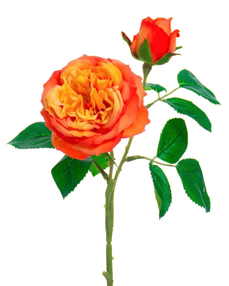 an orange rose with green leaves on a white background