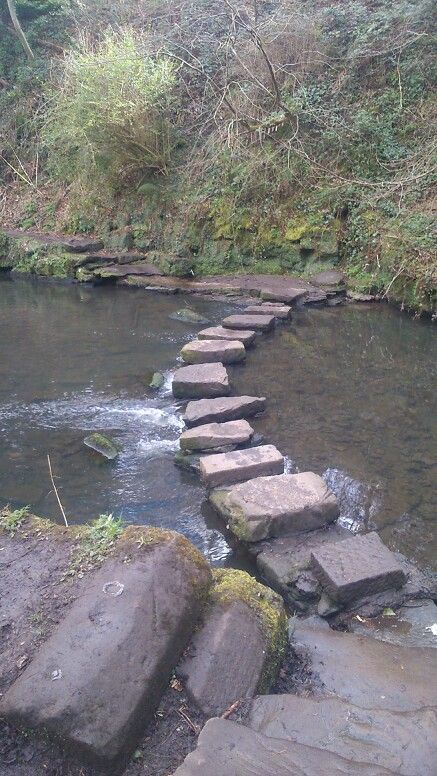 stepping stones across a stream in the woods