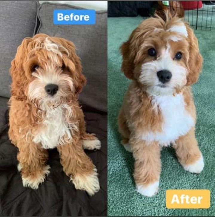 before and after photos of a dog grooming session