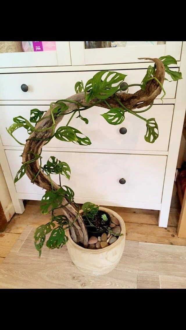 a potted plant sitting on top of a wooden floor next to a white dresser