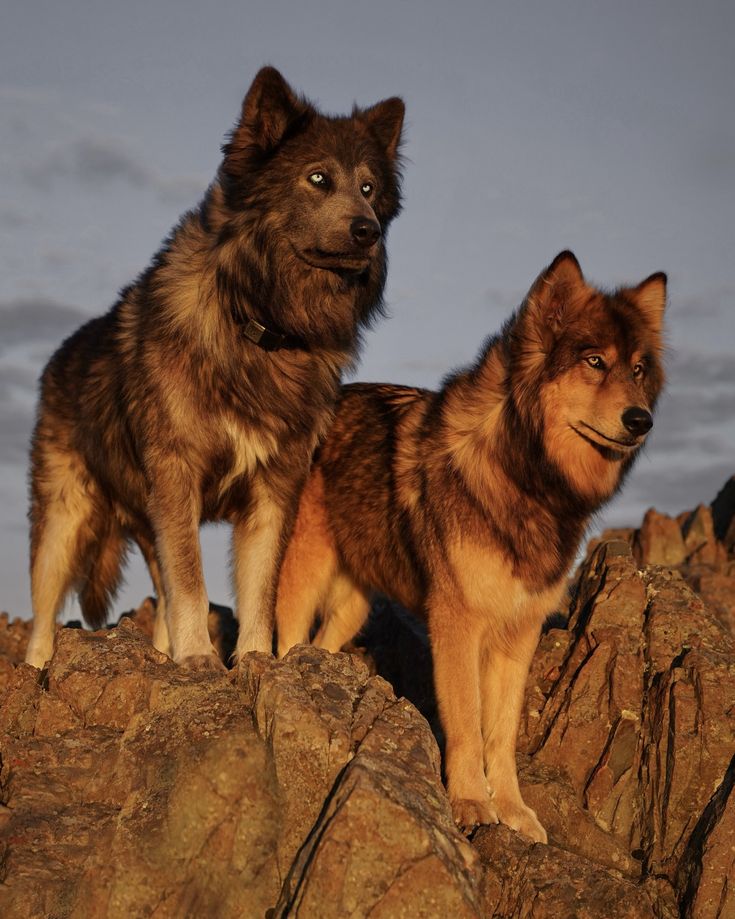 two dogs standing on top of a rocky hill side with the sky in the background