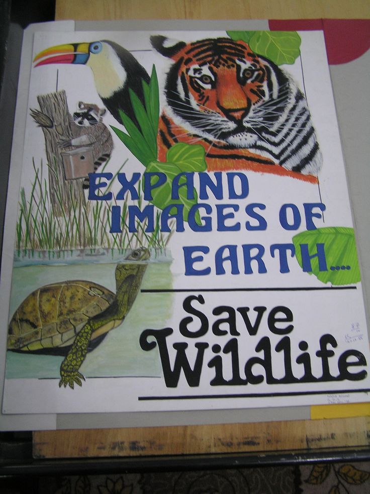 a book with pictures of animals and plants on it, including an image of a turtle