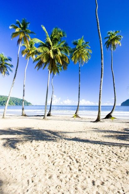 palm trees line the beach on a sunny day