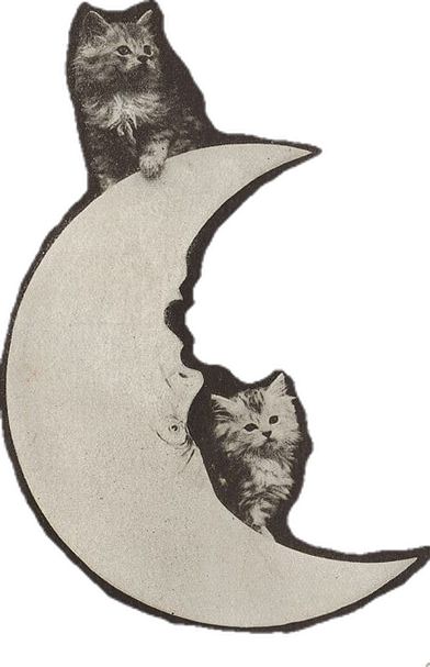 two cats are sitting on the moon together