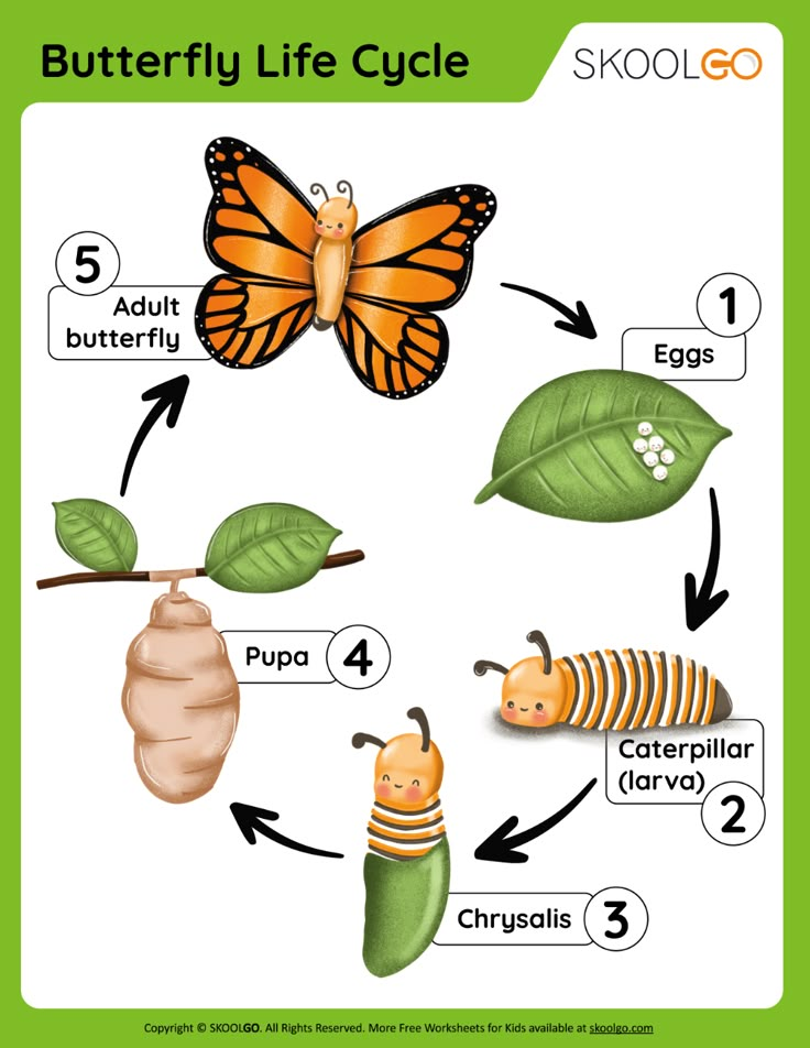 the life cycle of a butterfly