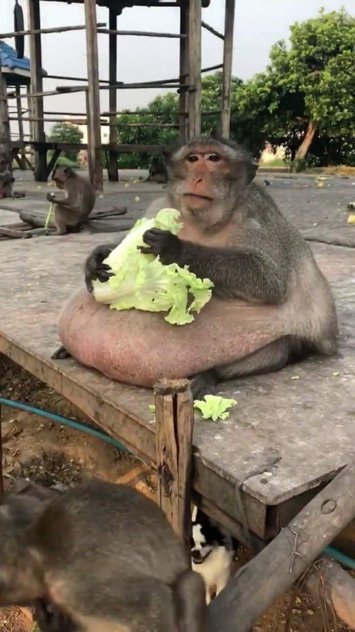 a monkey eating lettuce on top of a wooden table next to a cat