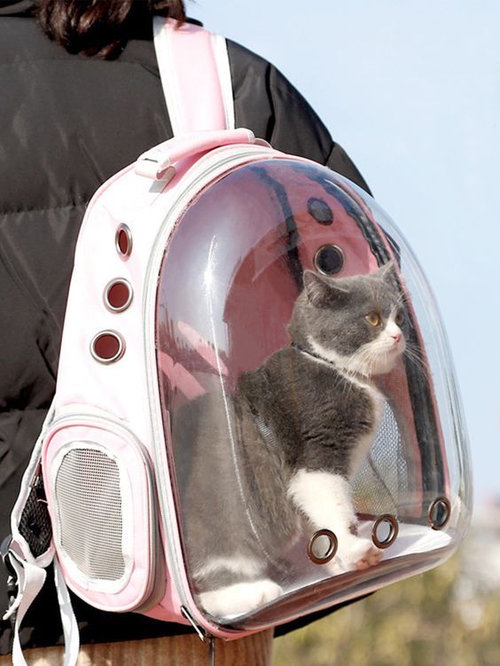 a cat in a clear backpack on the back of a woman's shoulder bag